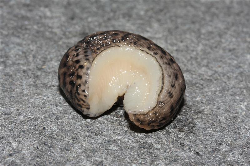 Limax maximus da Varenna (LC)